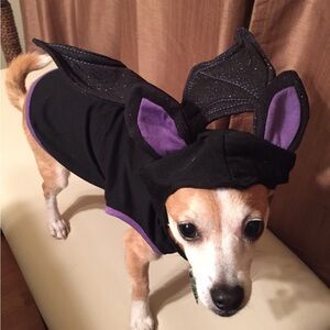 Small dog( deer faced chihuahua in picture) bat costume. Wings bend to adjust